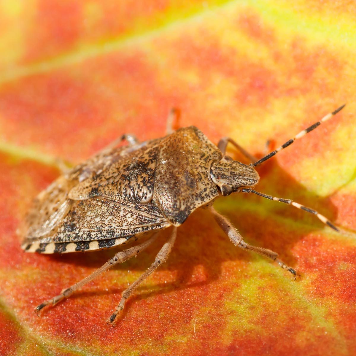 Stink bug