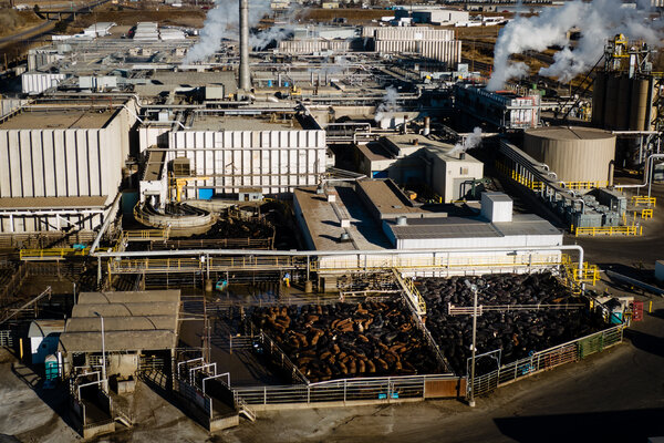 Cows in pens before being slaughtered and processed at JBS’s plant in Colorado. After the state shut the plant for over a week last year, lawmakers mandated sick leave.