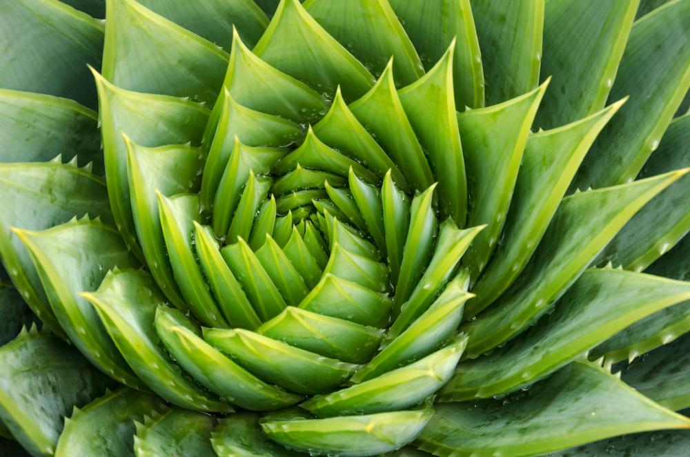 Spiral aloe succulent