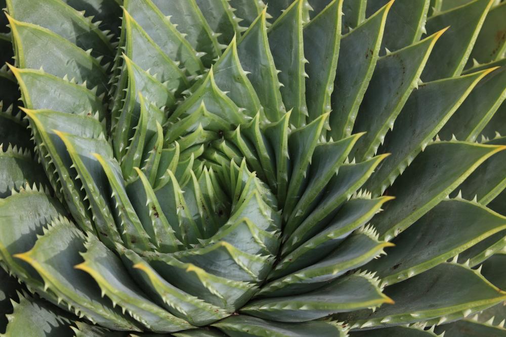 Spiral aloe caring tips