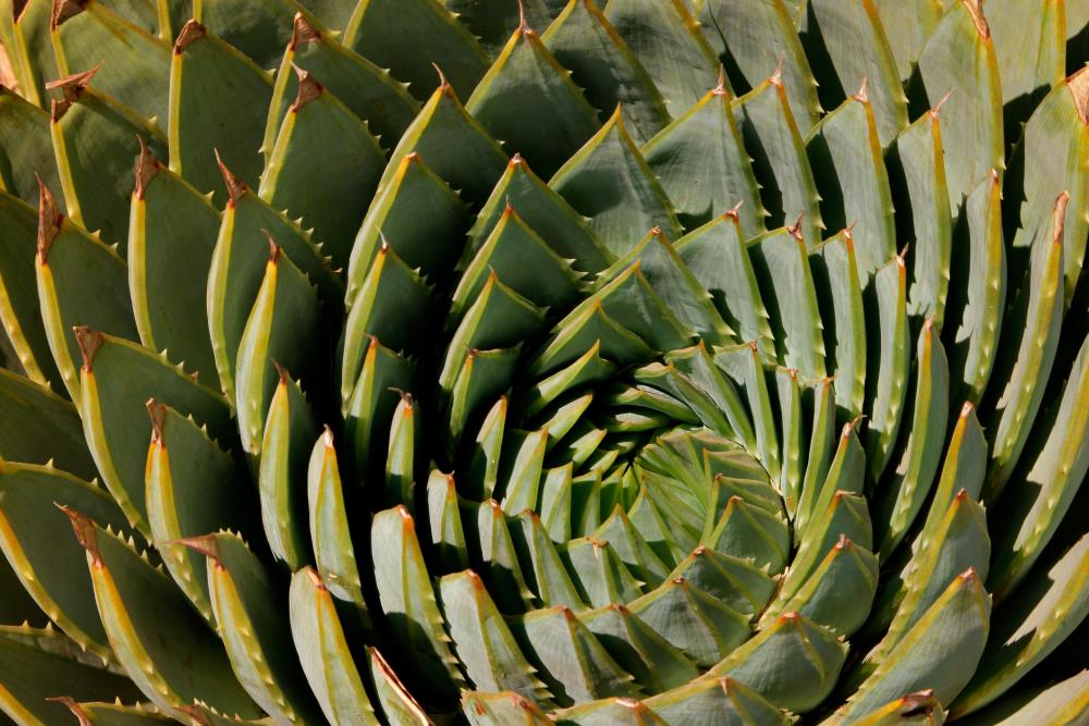 Spiral aloe problems