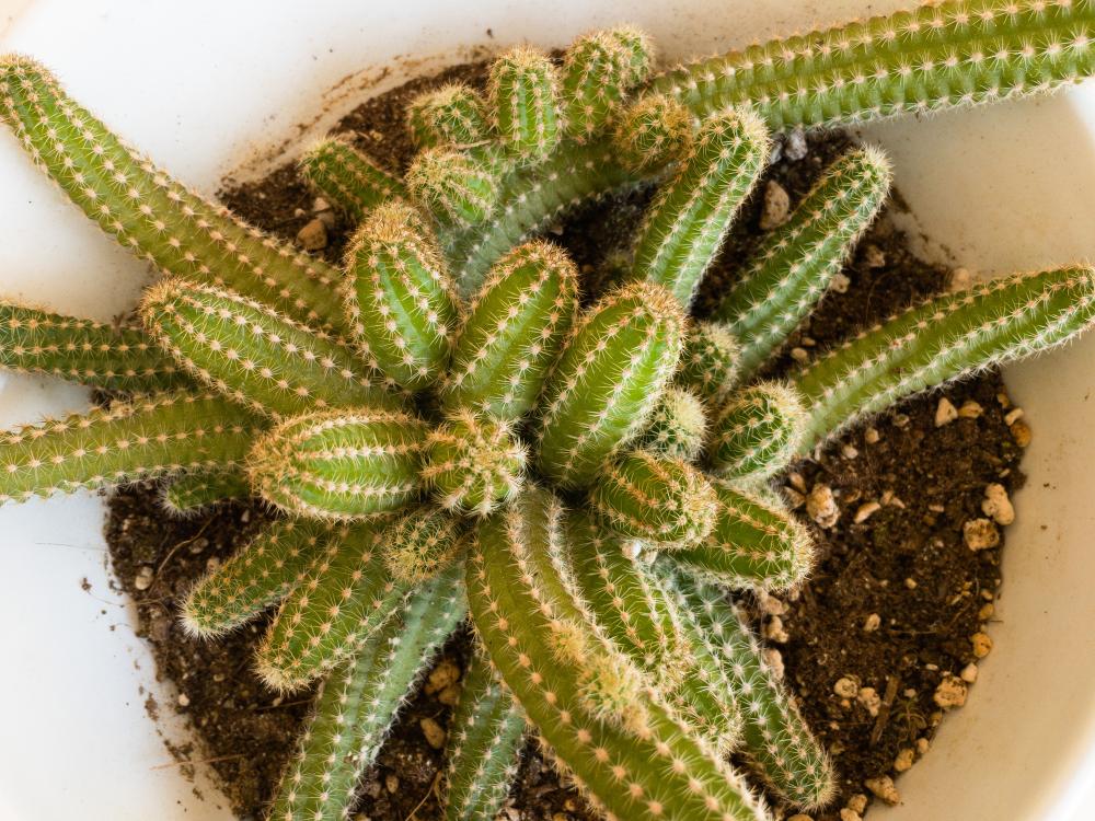 Peanut cactus caring tips