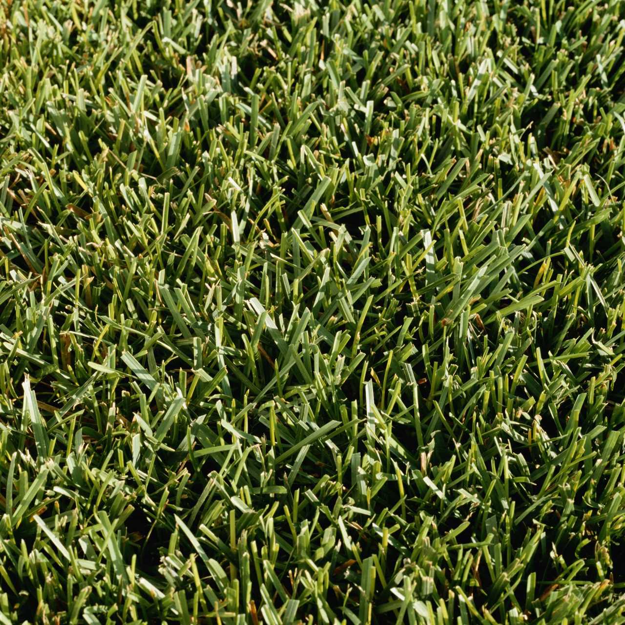 full frame kentucky bluegrass close up