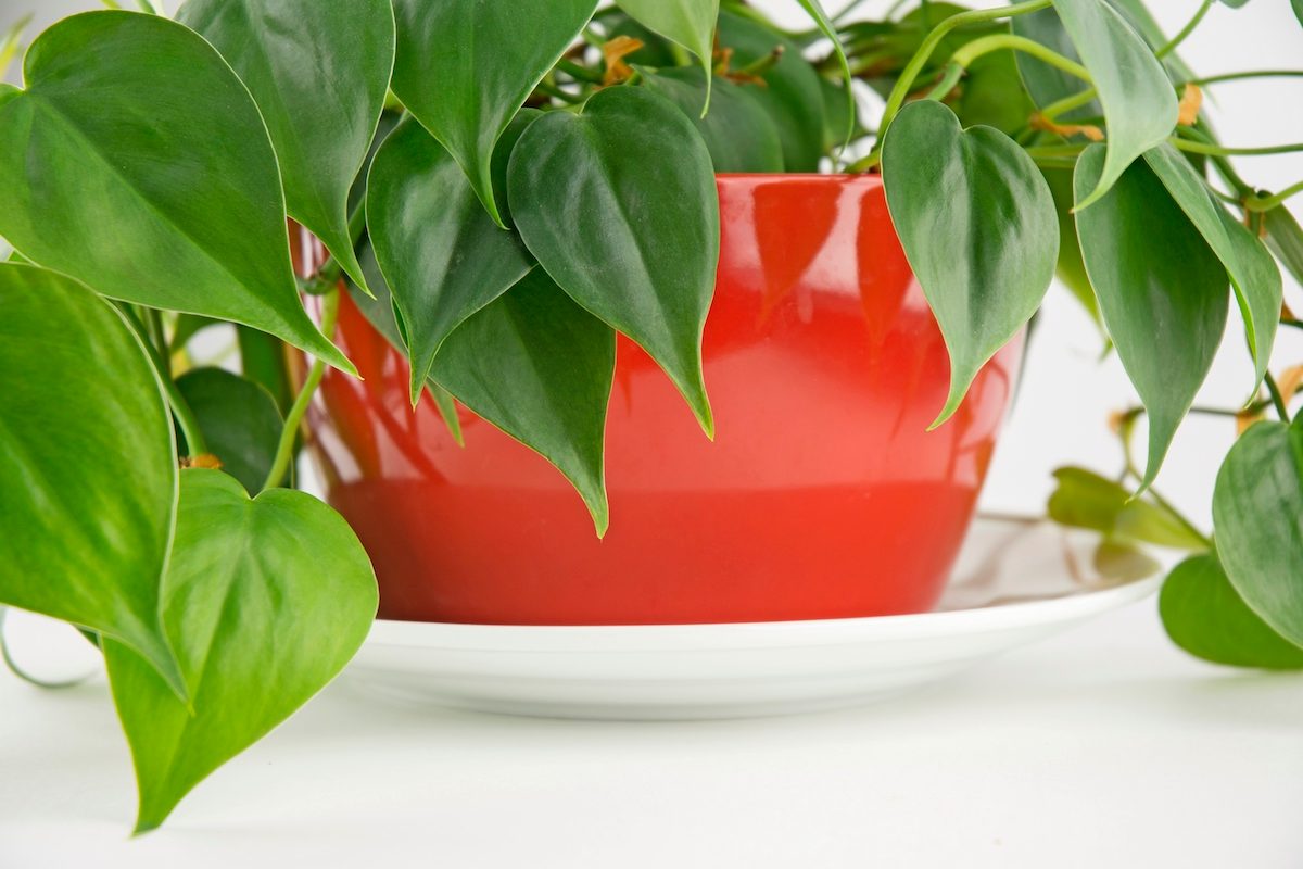 green houseplant, brown tips on leaves