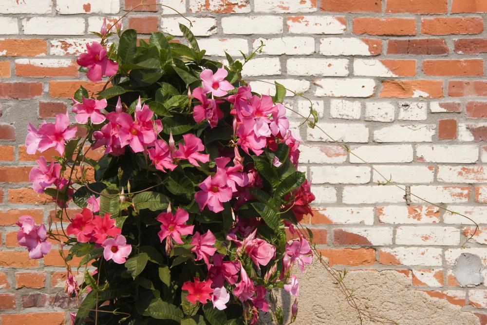 Mandevilla Trellis Vine