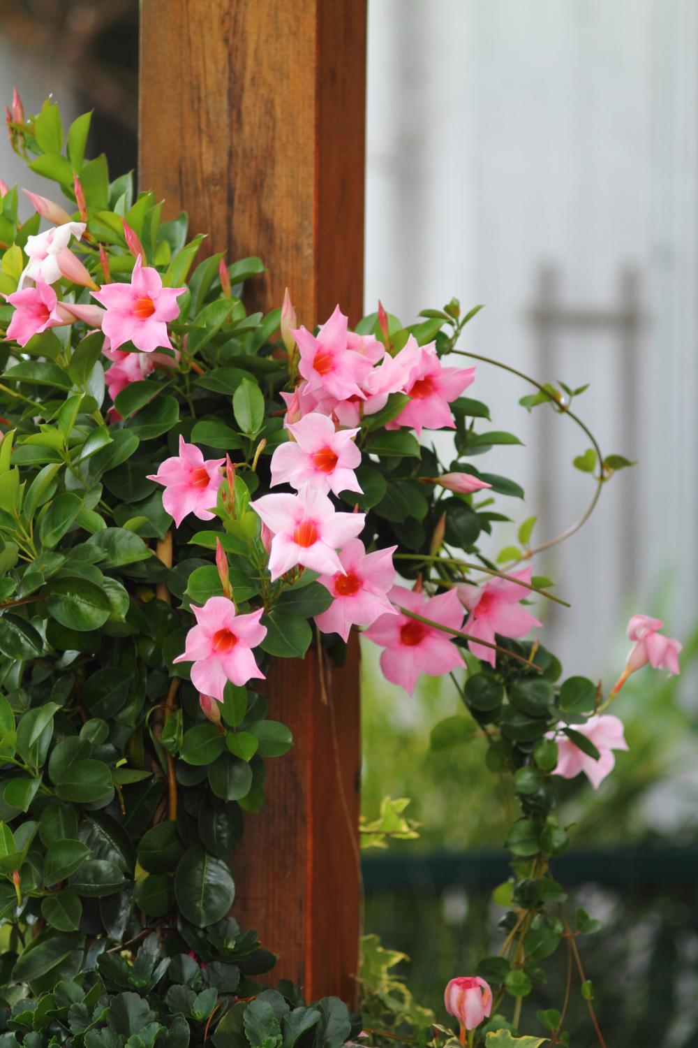 Mandevilla trellis vine how to care