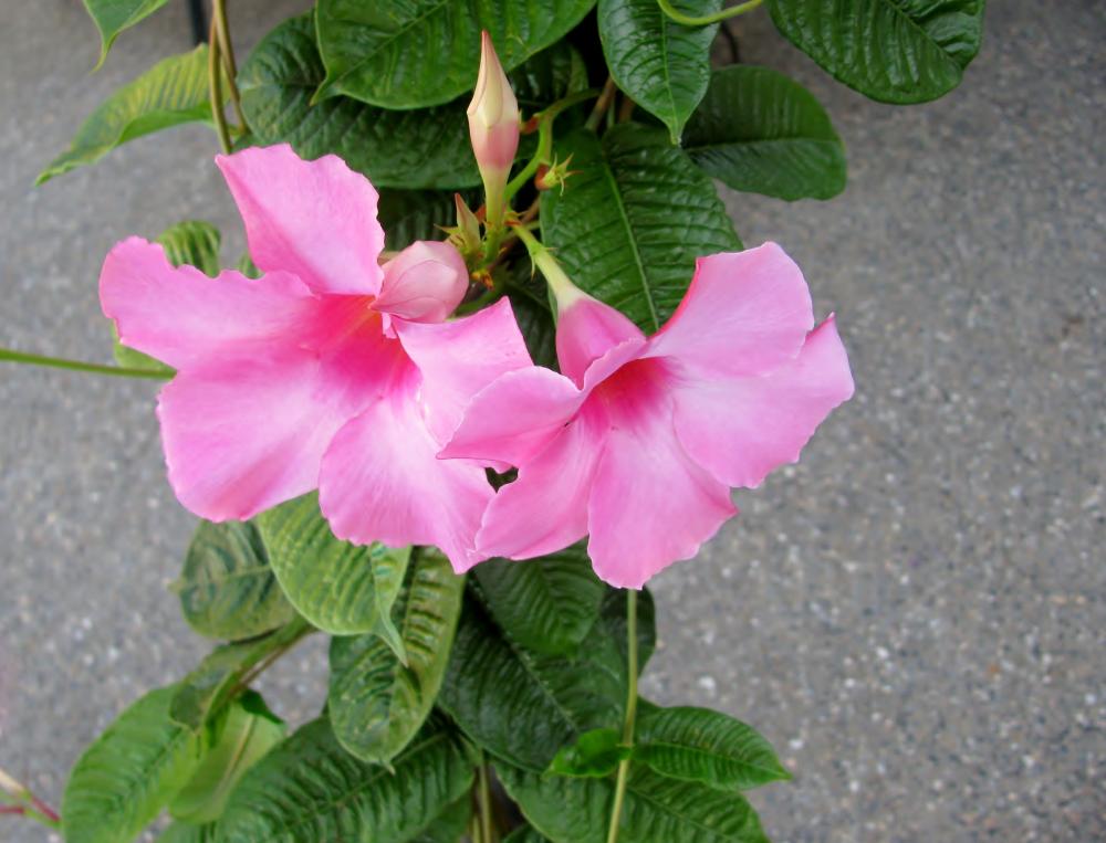 Mandevilla trellis vine how to propagate