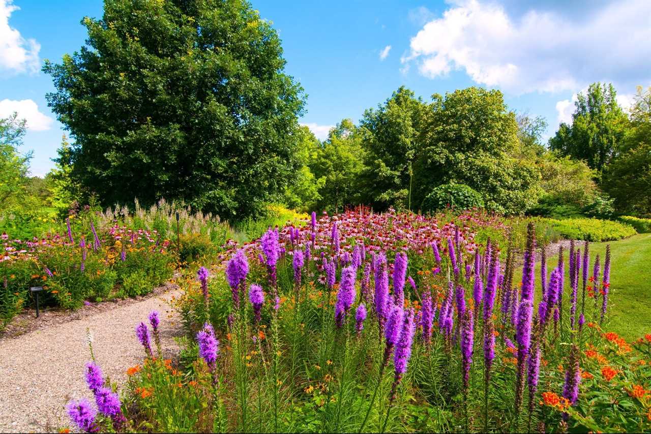 A patch of beautiful wildflowers dominated by Blazing Star and purple coneflowers