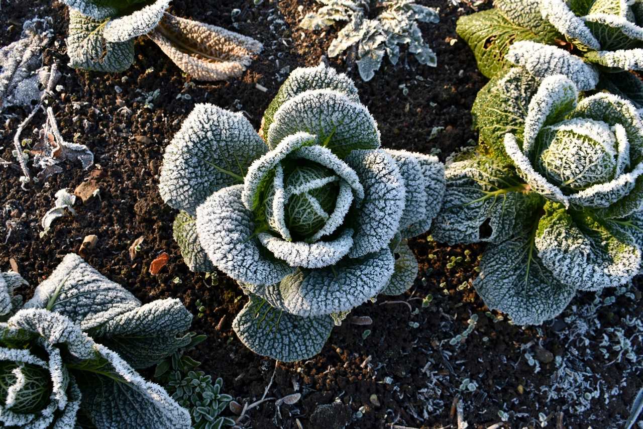 growing outside on a cold icy day, on an allotment in winter