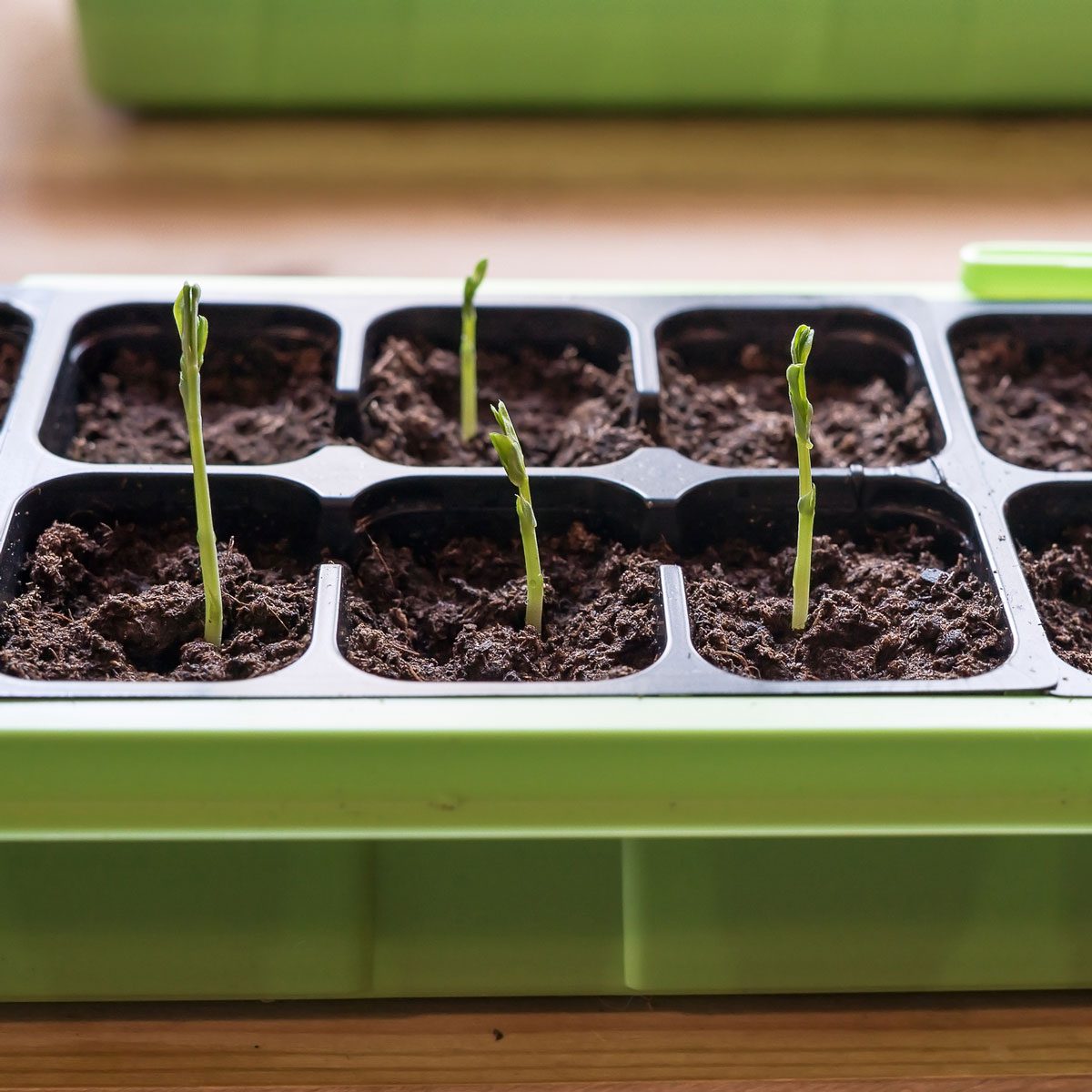 Family Handyman: Rise Personal Indoor Garden