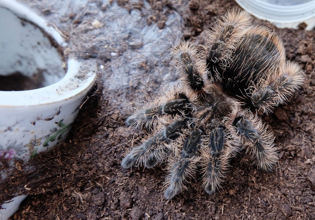 Tarantula Molting Or Dead?