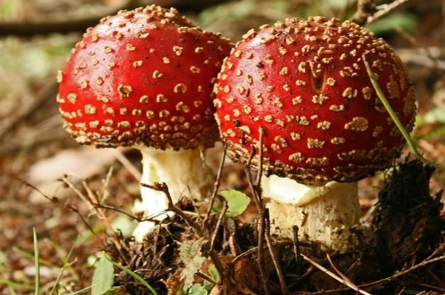 Poisonous mushrooms