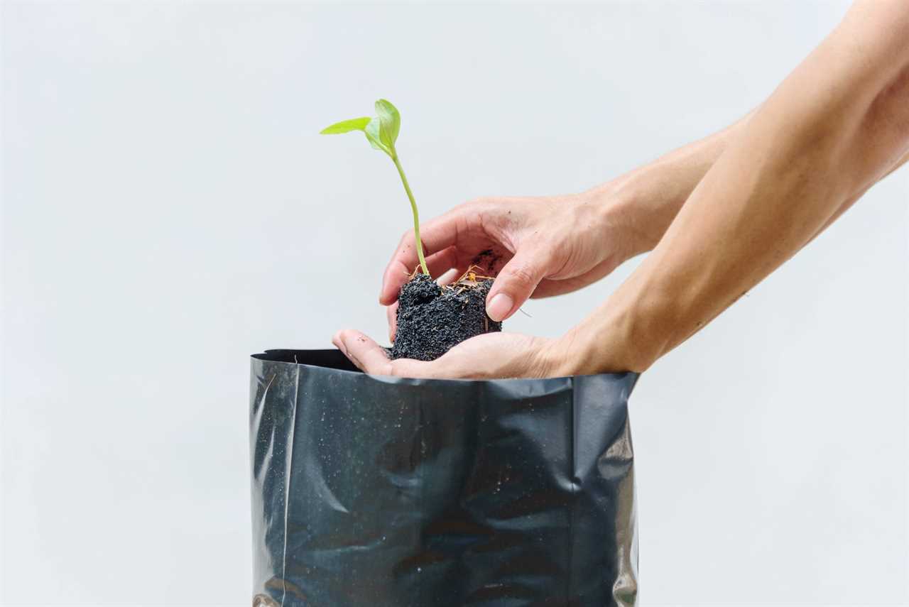 Plant The Sapling in Crop bags