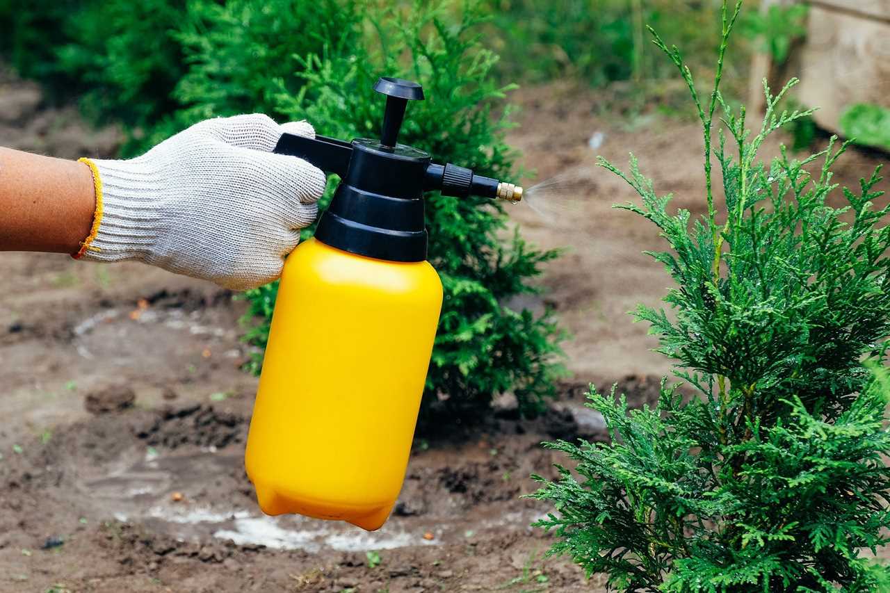 Garden Sprayer Bottle In Female Hand Sprinkles Thuja Tree. Insect Protection Concept.