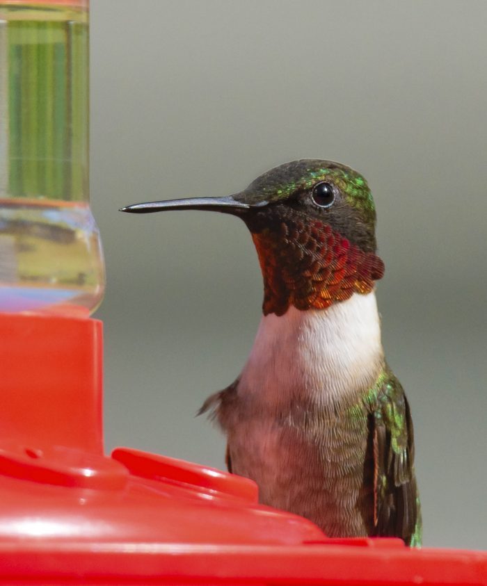 when to put out hummingbird feeders