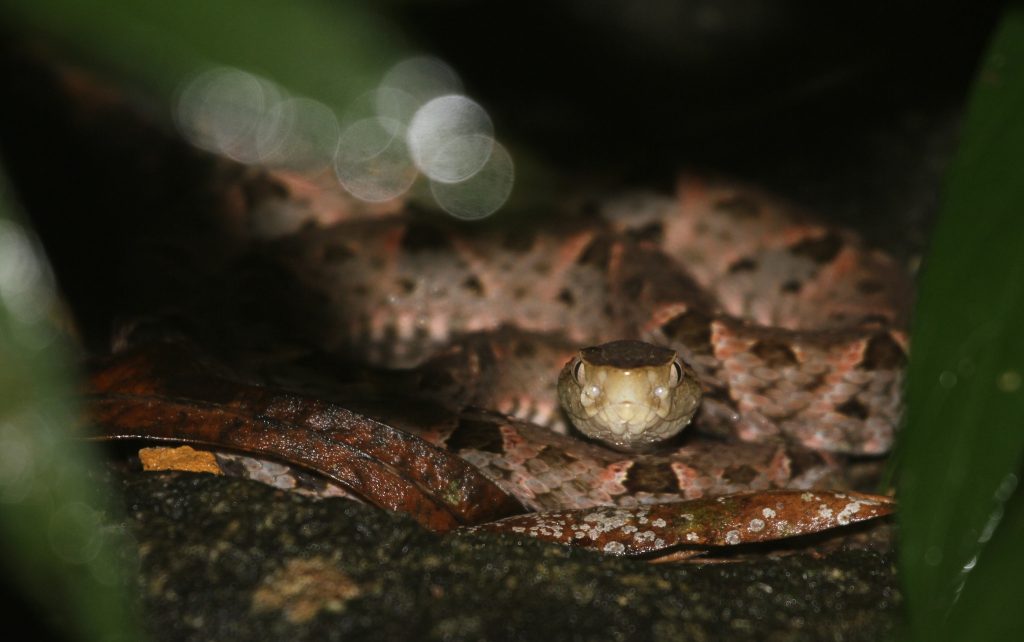 Fer de Lance snake in costa rica