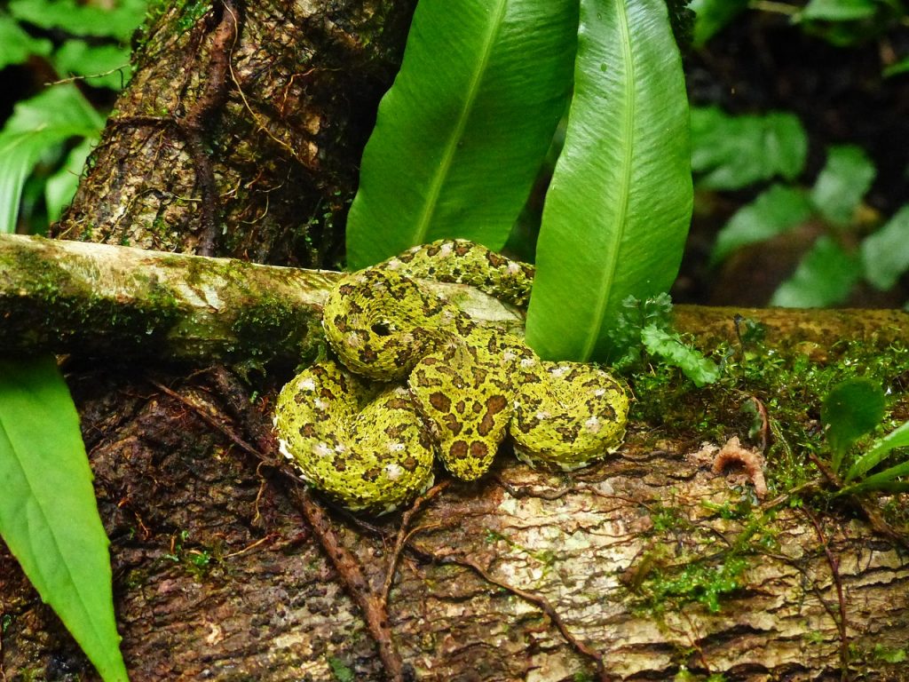 fer de lance on a tree in costa rica