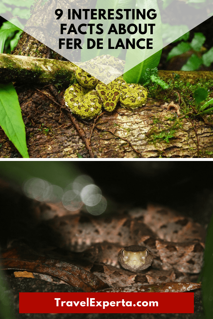 Costa Rica Wildlife - 9 Interesting Facts About Fer de Lance