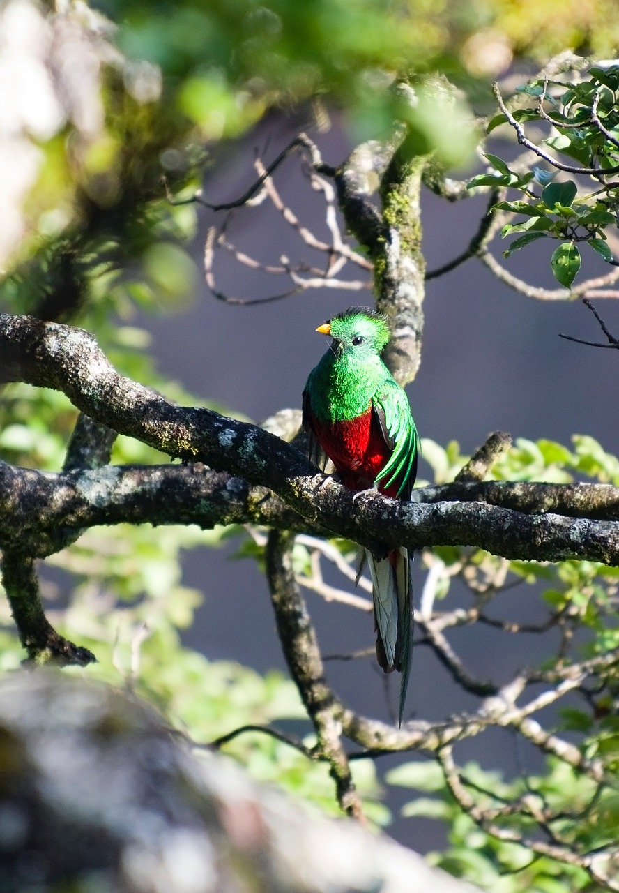 guatemala wildlife - resplendent quetzal