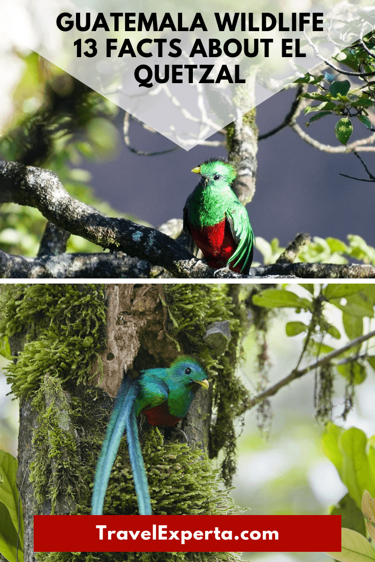 Guatemala wildlife - Facts about el Quetzal Bird