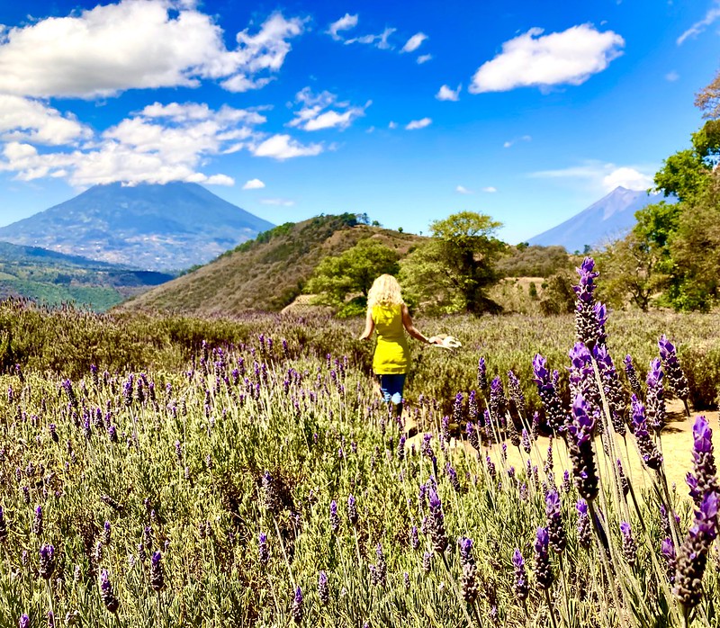 Antigua, Guatemala: Visit a Lavender Farm