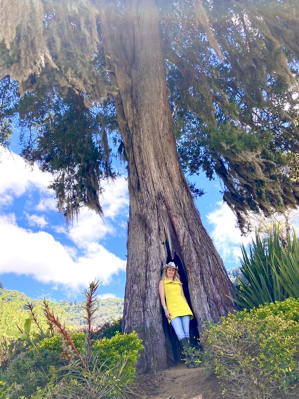 woman in front of tree in a lavender farm