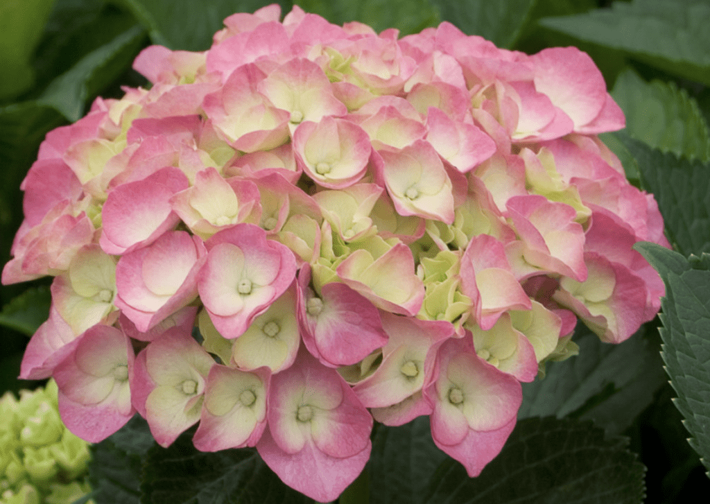 bigleaf hydrangea