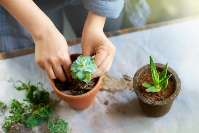 woman planting a succulent into small terra cotta planter