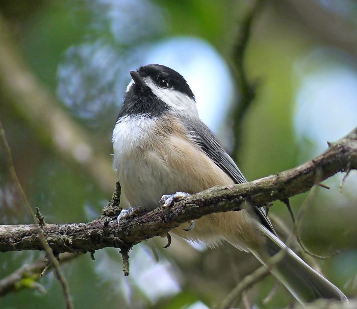 Carolina chickadee