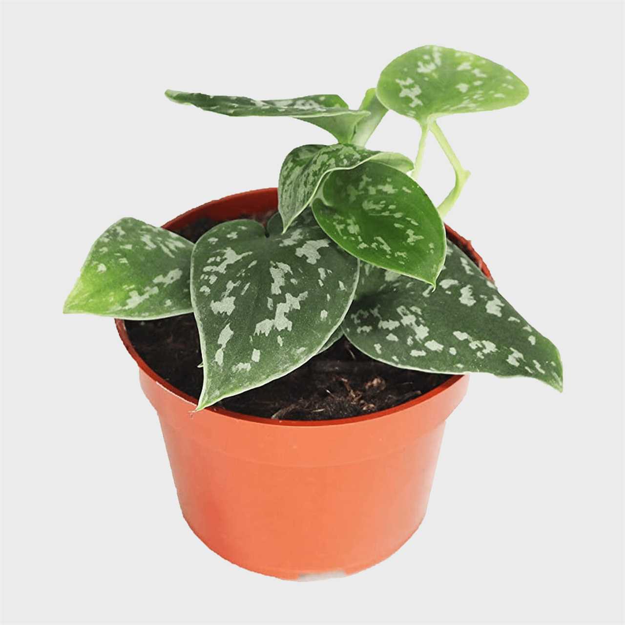 Satin Pothos California Tropicals Ecomm Via Amazon