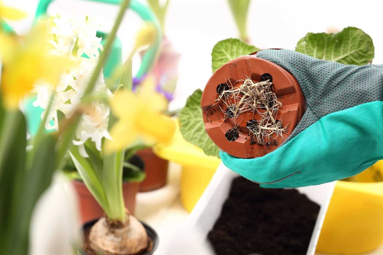 Roots, repotting houseplants.