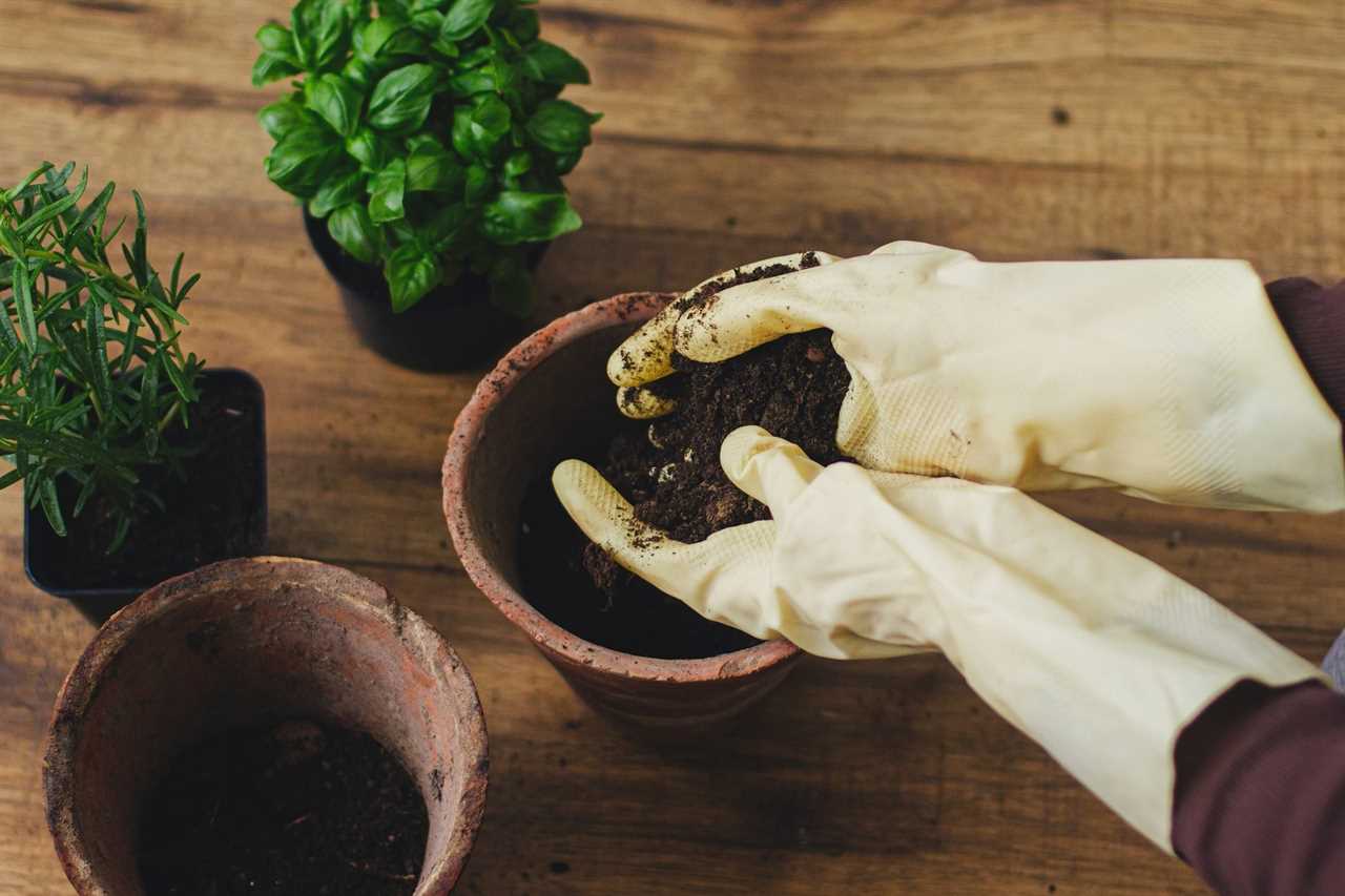 Hands in gloves filling empty pot with soil on background of basil and rosemary plants on floor