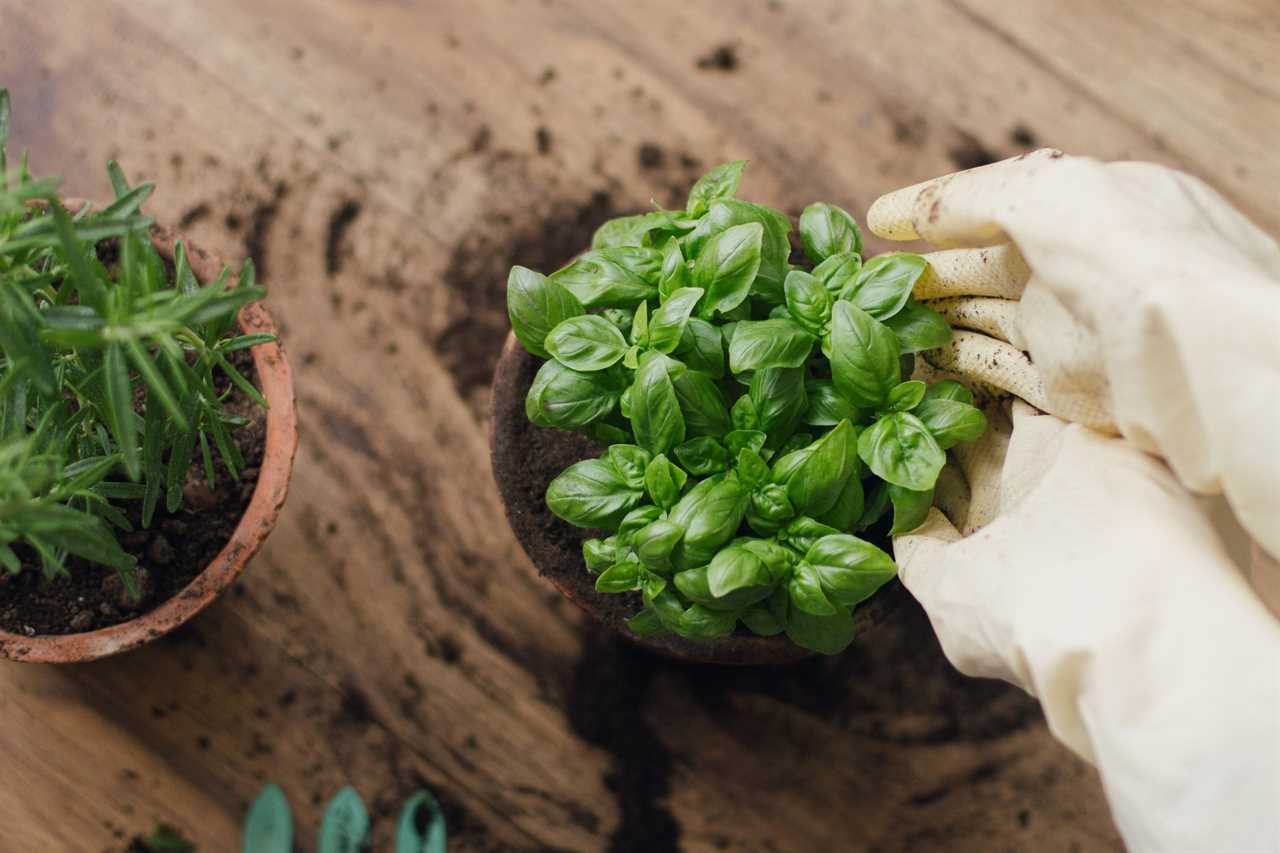 Hands in gloves potting fresh basil plant in pot on background of rosemary and dirty floor. Top view