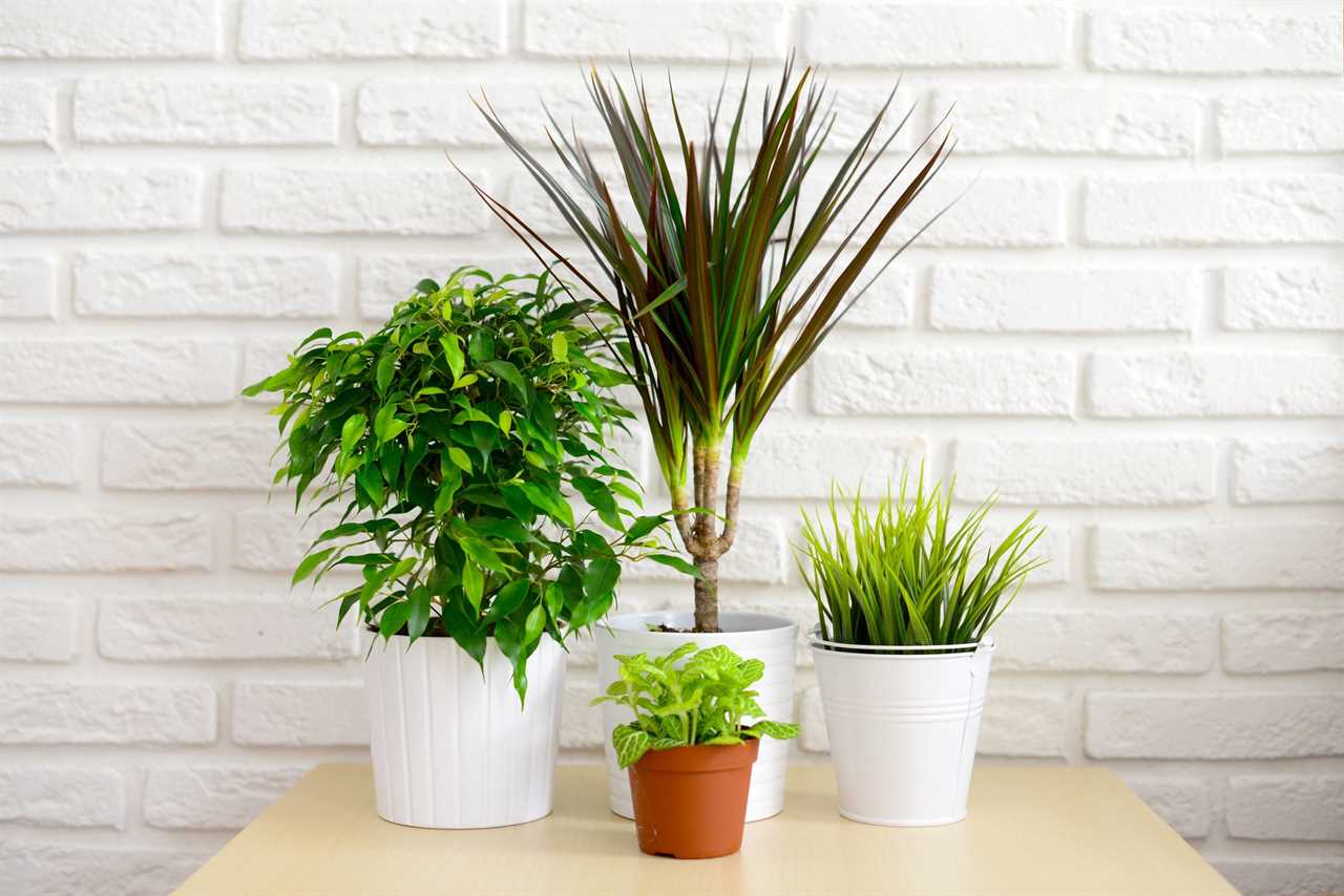 Flowers in a pot indoors