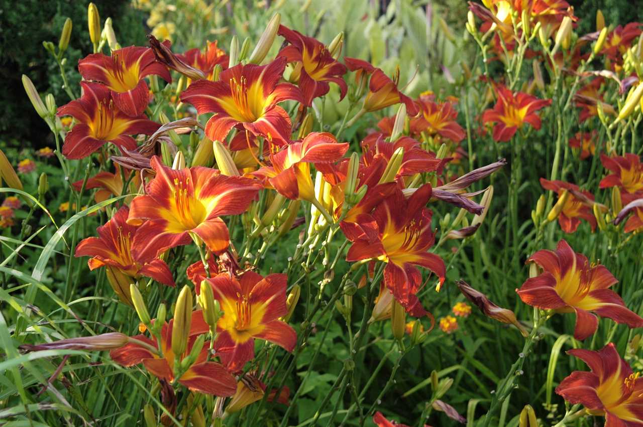 Daylilies