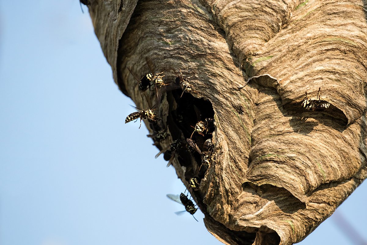 Hornet's Nest