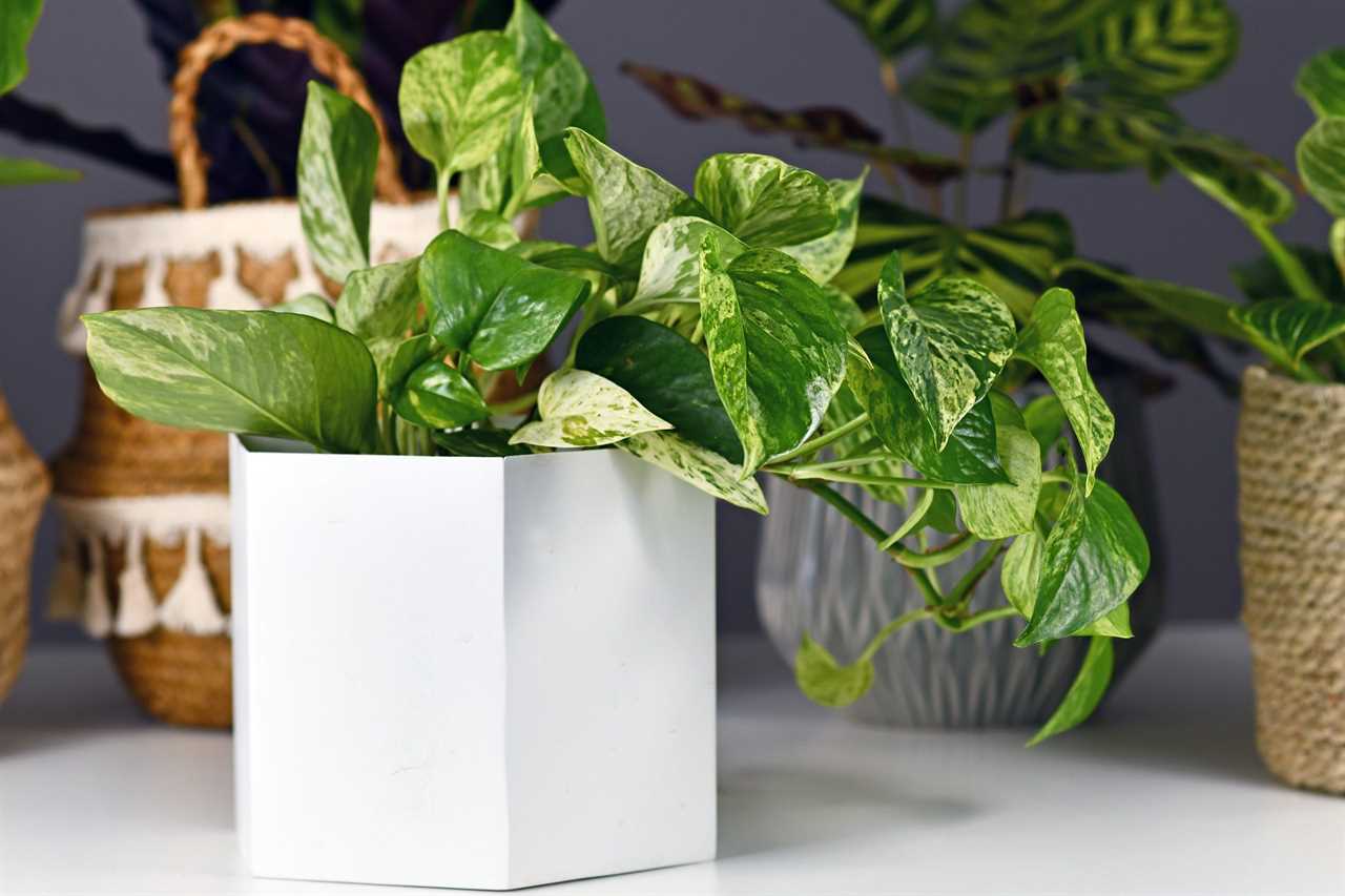 Tropical 'Epipremnum Aureum Marble Queen' pothos houseplant with white variegation in flower pot