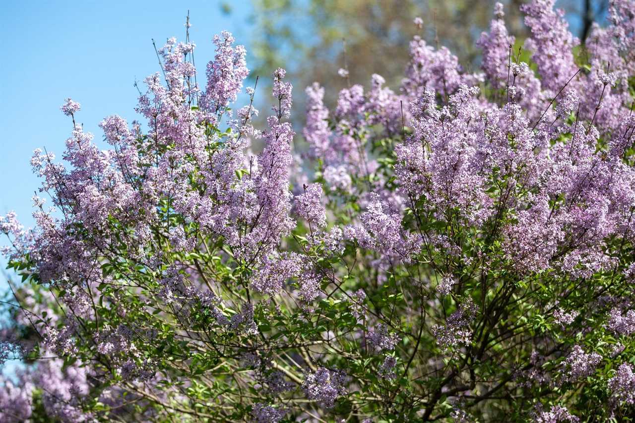 Lilacs In Bloom