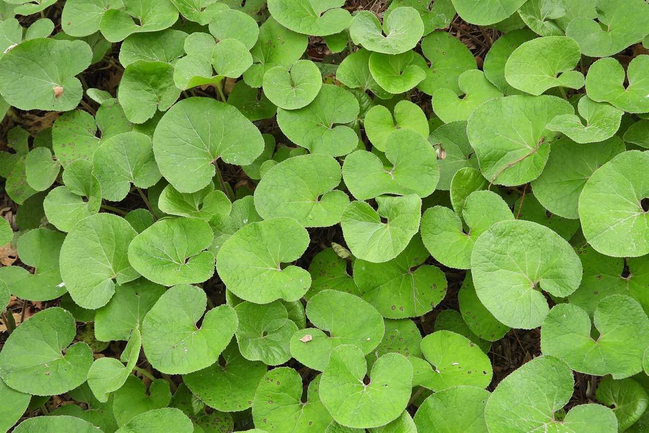 Wild ginger (Asarum canadense)