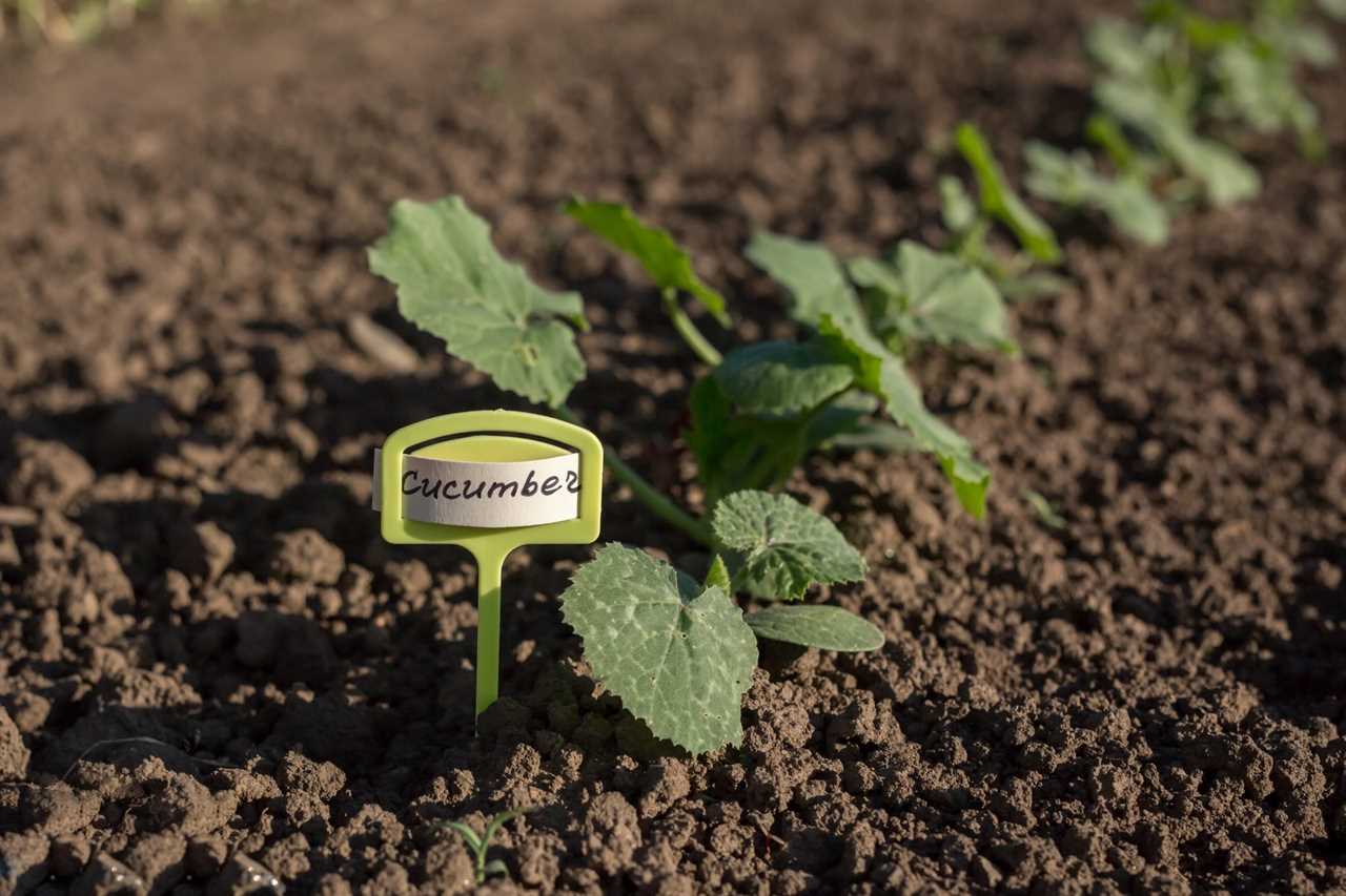 Cucumbers grow with an inscription on the board in close-up.