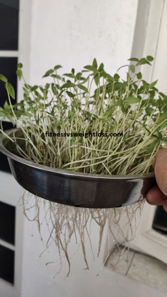 Microgreens for health and weight loss