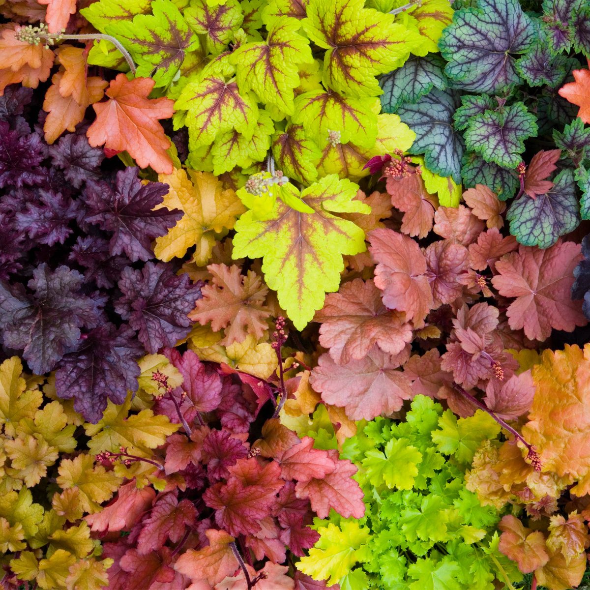 Gettyimages 200492342 001 Variety Of Coral Bells Heuchera Sanguinea