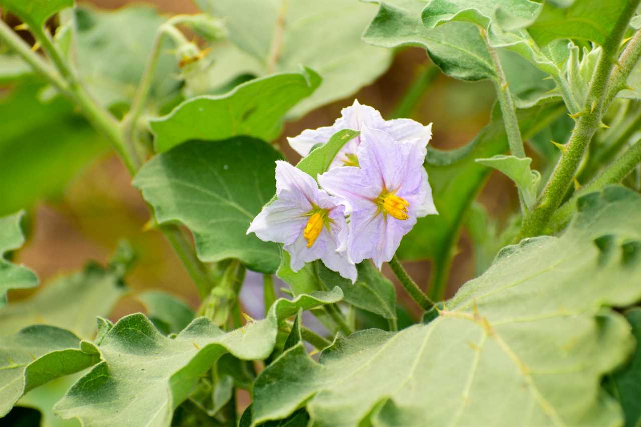 Brinjal, eggplant, aubergine flowers