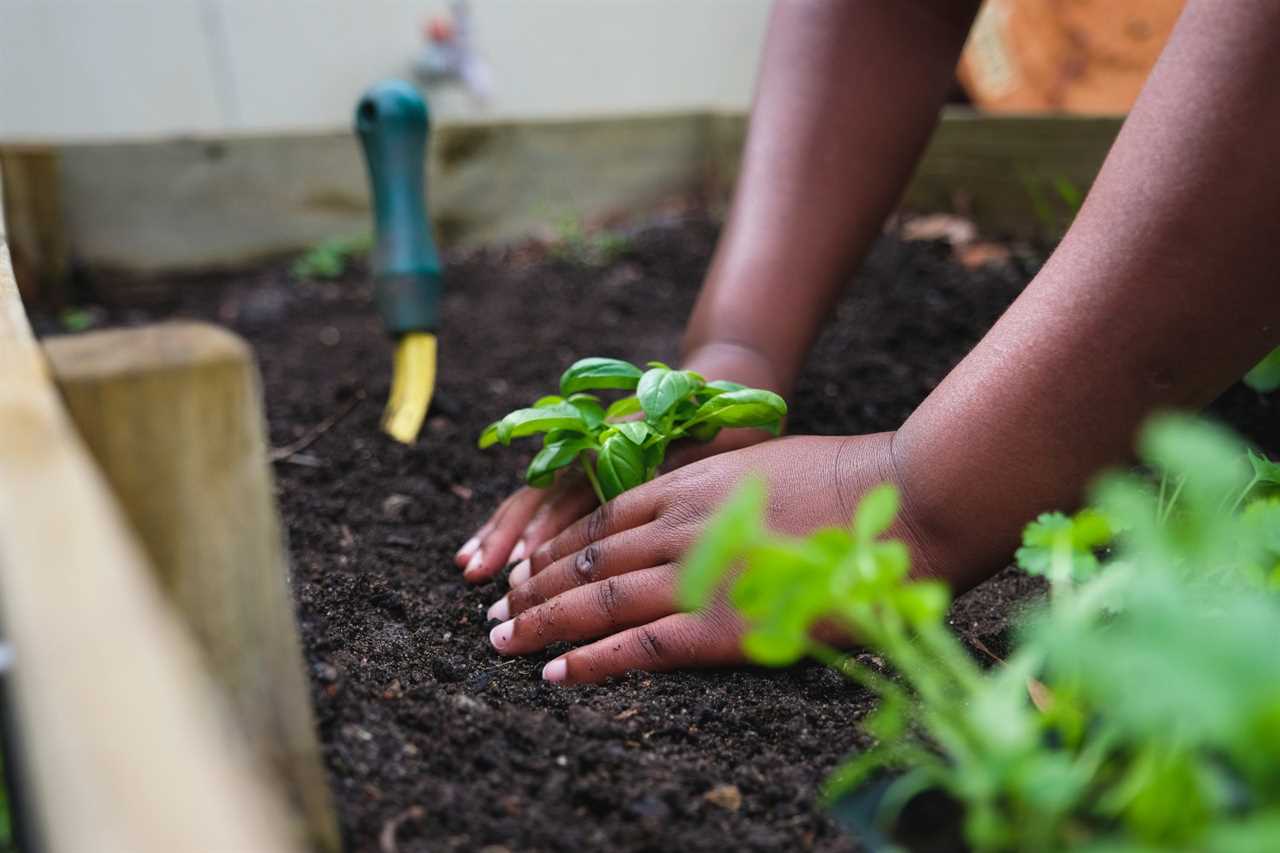 Planting fresh herbs in the garden