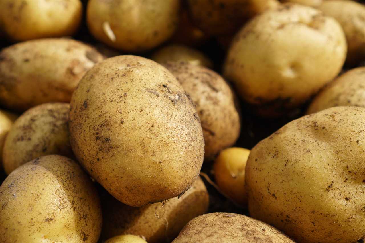 Fresh potato lying on the ground, good harvest and organic food.