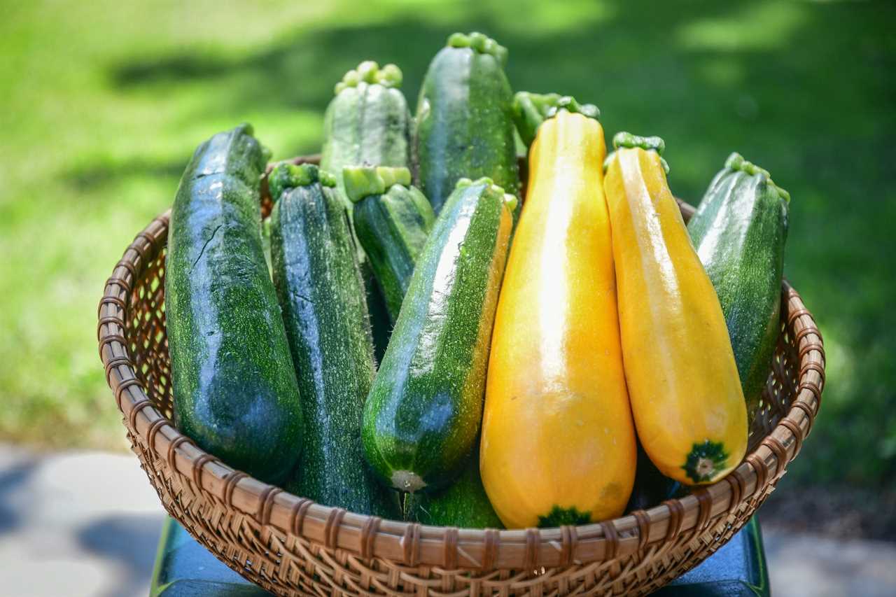 Basket of fresh picked zucchini from the garden