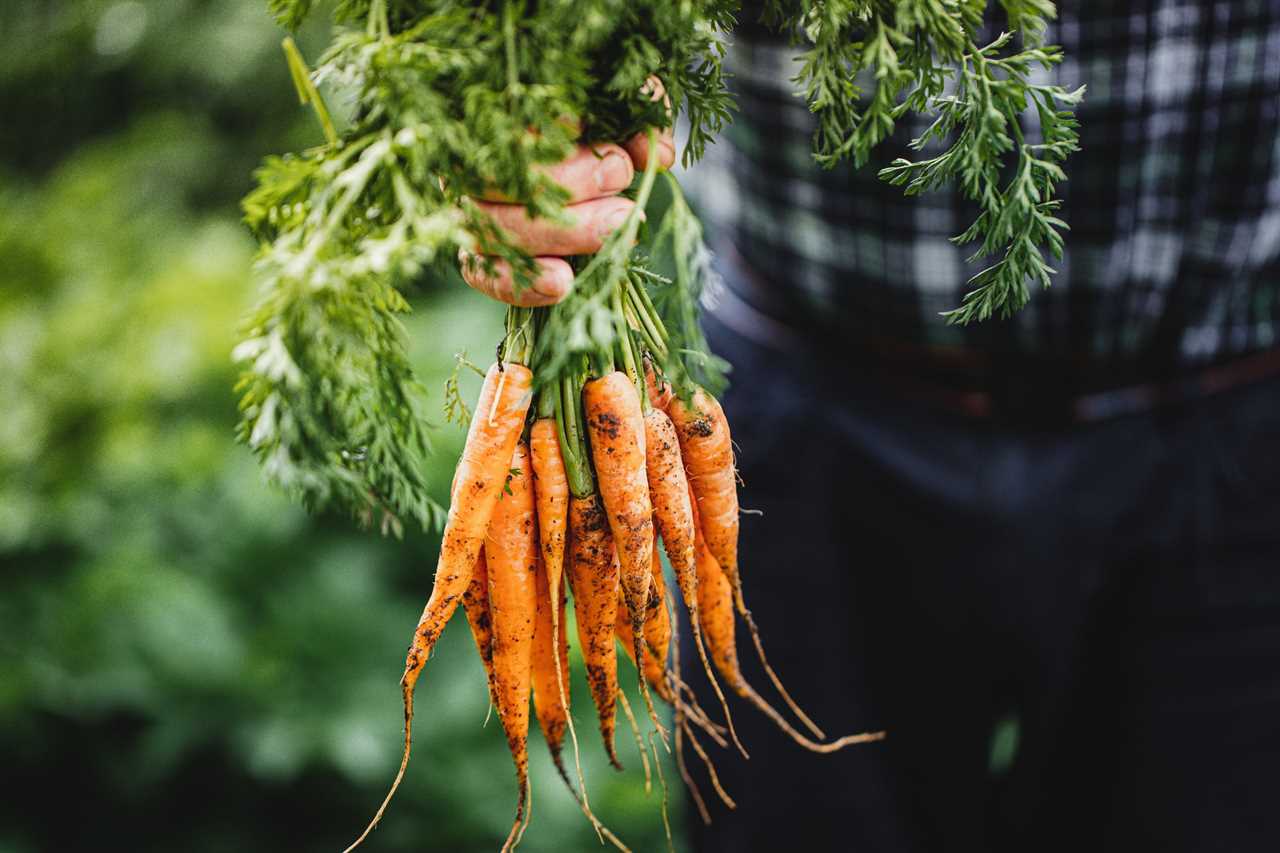 Senior man with bunch of freshly harvested carrots