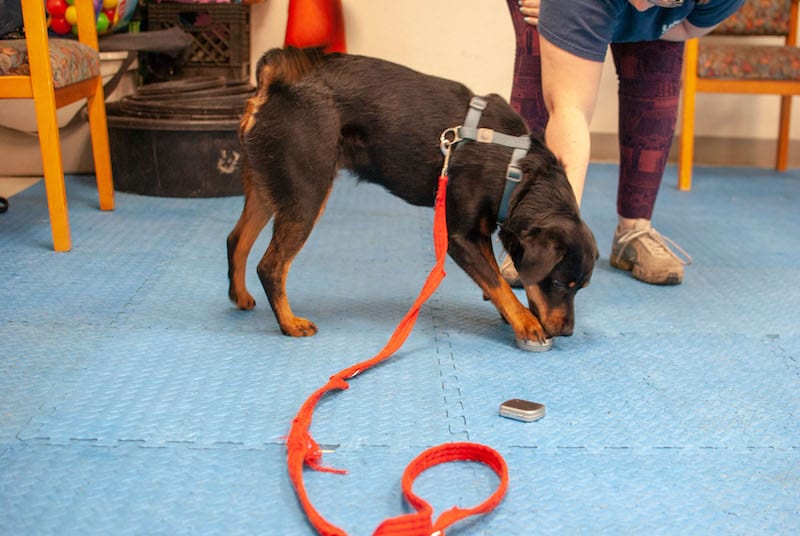 Rattlesnake Avoidance for Dogs