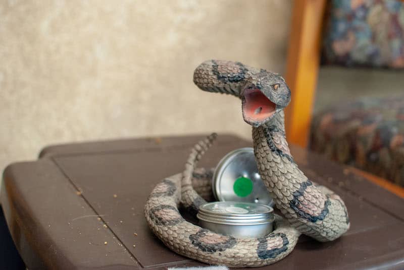 Rattlesnake Training for Dogs