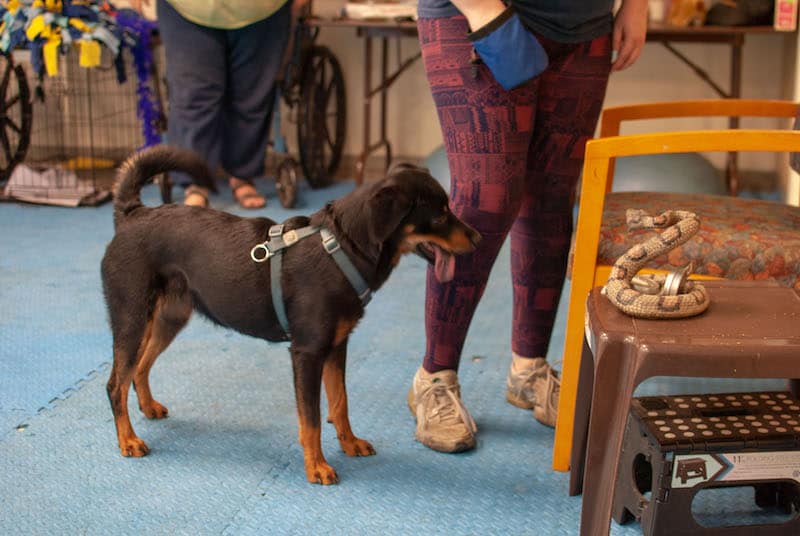 Rattlesnake Training for Dogs: Teaching Snake Avoidance